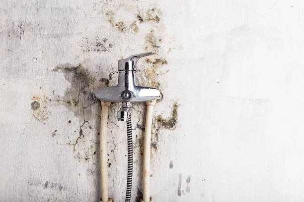 Best Emergency Mold Remediation in Vardaman, MS
